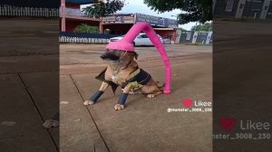 собаки эдит