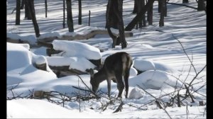 Зачем лоси и олени сбрасывают рога, когда их можно найти. Польза пантов и что это такое.