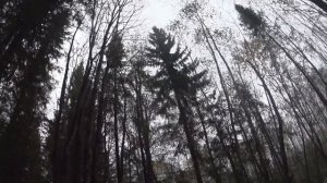 Удачная охота на рябчика с подхода. Добыл 3 штук. Рассказываю про своё оружие