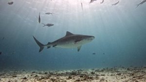 Фувамула. Декабрь 2025.