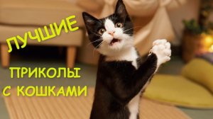 СМЕШНО ДО СЛЕЗ Приколы_с_котами и кошками! Самые_смешные_животные! — Смешные_коты!_