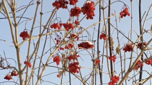 Зимняя прогулка в декабре. Дача