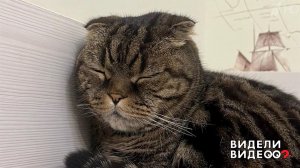 Кошки-мышки. Видели видео? Фрагмент выпуска от 21.12.2025