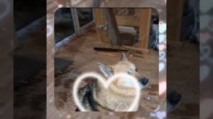 1000043123.mp4 (Собака наблюдает за лайфхаками при строительстве дома А-фрейм)