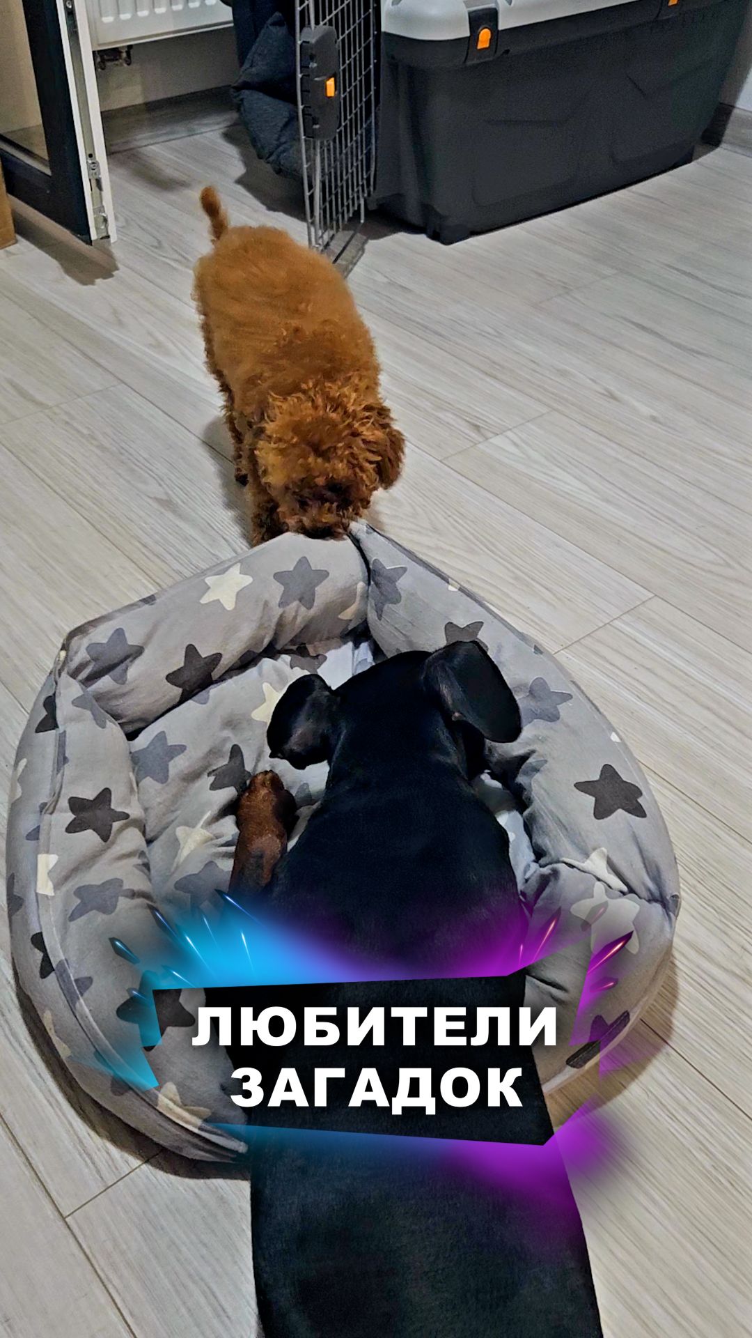 Обожаем загадки! животные