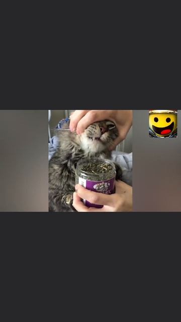 Забавные животные #1 смотреть онлайн