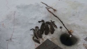 Рыбалка на Енисее. Адреналин кипит, шнур звенит, спина трещит...