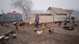 Жизнь в Деревне. Утренняя управа.