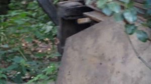 Прогулка по огороду.