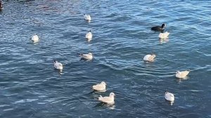 Ялта. В горах выпал первый снег. Море. Чайки. Набережная. Цветущая юкка. 15.12.25.Крым. Crimea.Yalta