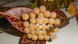 Хойя Санрайз - пересадка