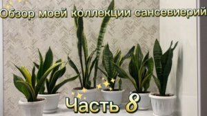 Обзор моей коллекции сансевиерий🪴Часть 8