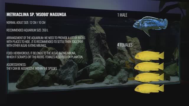 Акваскейп для африканских цихлид с нуля смотреть онлайн