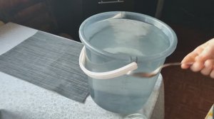 Первая подкормка Эустомы. Как подросла рассада после пересадки