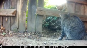 Лиса против Кошки