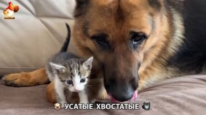 Котята и щенята 🐈🐶 Кошки и собаки 🤗 Милое видео про животных (30)