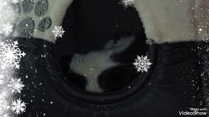 воскресный день с 🐈🐈🐈💻☕