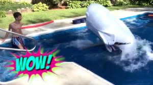 "ПРИКОЛЫ НА ЛЮБОЙ ВКУС: СМЕШНЫЕ ВИДЕО ДЛЯ ВСЕХ"