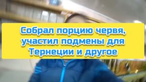 Собрал порцию червя, участил подмены для Тернеции и другое
