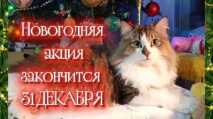 НОВОГОДНЯЯ АКЦИЯ. Кошки с озвучкой.