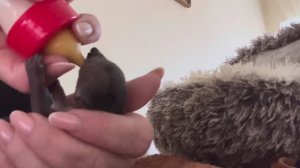 Что-то еще один носушонок холодненький, так хочется чтобы ВСЕ ВЫЖИЛИ…