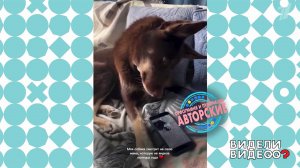 Собачья тоска. Видели видео? Фрагмент выпуск от 21.12.2025