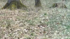 Фото ловушка 🐺