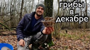 ЭТО ШОК! ЛЕС ЗАРОС ГРИБАМИ.Лучший сбор грибов 2025