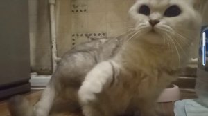 Пов: монстры в гарисмод