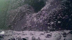 1000006713.mp4Волга гл.5м толщина льда 2см..21.12.2025г.