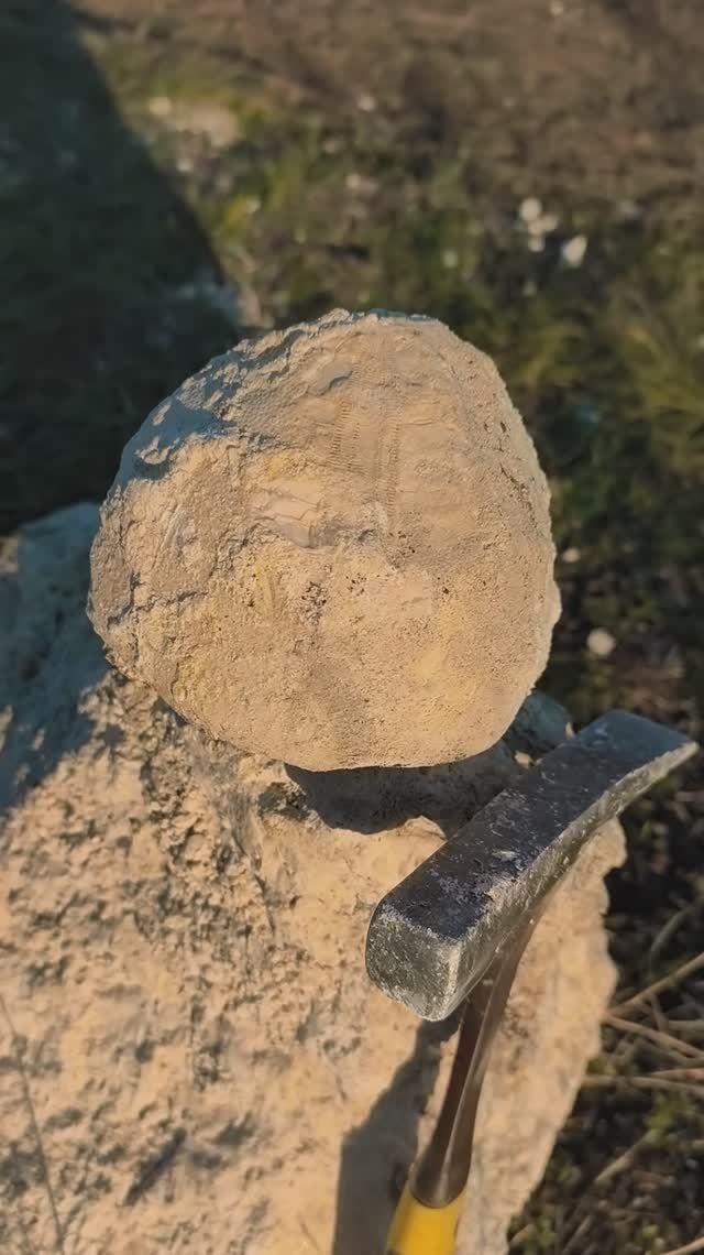 Очередная половинка Ёжика