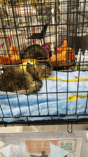 трансляция на улице