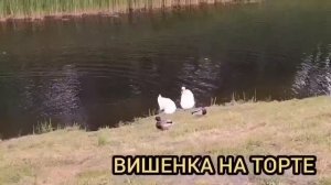 НА ВЕСЬ МИР! ВОНЮЧКА! ОЛЬГА УРАЛОЧКА LIVE. ОБЗОР.