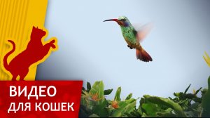 Видео для кошек - Поймай Колибри (Ваш кот будет доволен!)