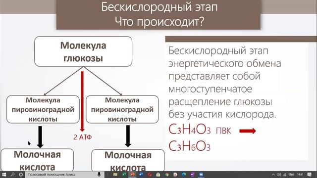 энергетический обмен