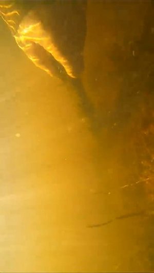 Потерянная винтовка под водой, раскопки в железной реке