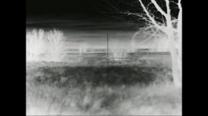 Опять луна, два вечера охоты на шакала в Волгоградских степях.