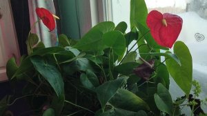 Дневник за 21 декабря: подкармливаем цветы, обед и опять снег