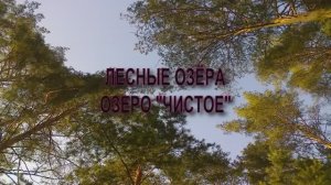 Лесное озеро Чистое