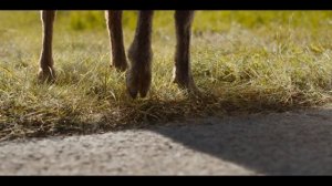 Овечьи Детективы / Three Bags Full: A Sheep Detective Movie 
ТРЕЙЛЕР 
Премьера - 8 мая 2026