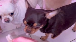 Хвостики сегодня первый раз пробуют отварной рубец.