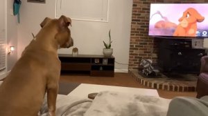 Реакция питбуля на смерть Муфасы в мультфильме "Король Лев"