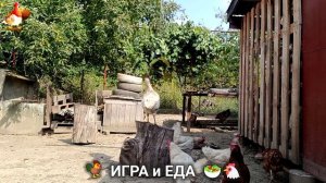 Кормление кур овощами и фруктами для зарядки и от скуки 🥗🐓🤗  (18)