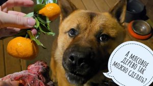 Пёс Кубик дождался мясов! Мучаю мандарины под надзором кошенькиной полиции. Прививка беби-мандаринов