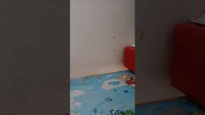 обустройство домика басика,милки и тути.