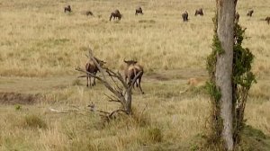 Эти Безумные Битвы Животных Шокировали Интернет! Снято на Камеру!