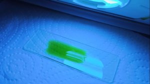 Квантовые точки в тарелке: синтез флуоресцентных наночастиц из чая