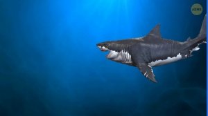 Секреты глубин: почему мегалодон избегал Антарктиду