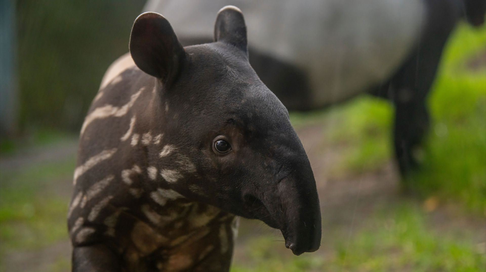 Тапир: Самый Странный Зверь Тропиков | Интересные факты про тапиров смотреть онлайн