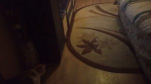 поиграл Я бл*ть с котом👍